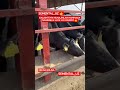 BUQALAR#chorva#tiktok#instagram#farm#farming#cow#bull#ferma#geremfort#anggus#avlikol#semental#buqa