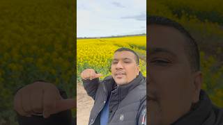 Golden Fields &amp; Memories of Home 💛🌾#hadnall #shrewsbury