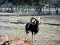 Pure Mouflon Ram "MegaMax" 40" 5 yr old Mouflon