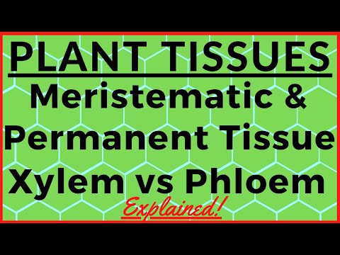 Xylem and Phloem - Differences, Structure, Diagram | Plant Tissues [Meristematic, Permanent Tissues]