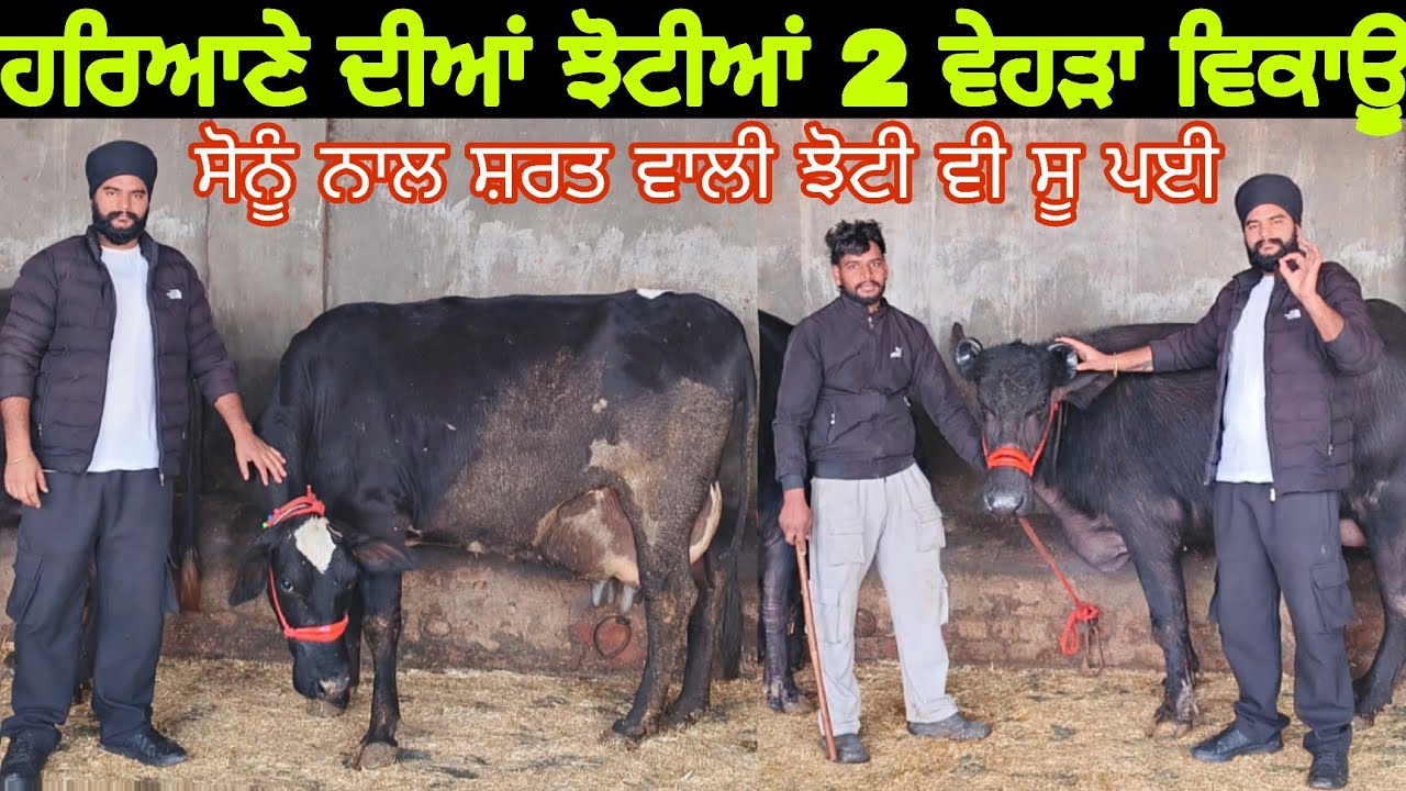 2 ਵੱਡੀਆਂ ਝੋਟੀਆਂ 2 ਵੇਹੜਾ ਵਿਕਾਊ 30ਕਿੱਲੋ ਵਾਲੀ ਇਕ 9814560018