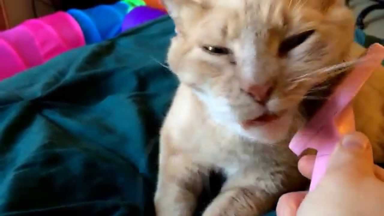 Cat Loves Being Brushed YouTube