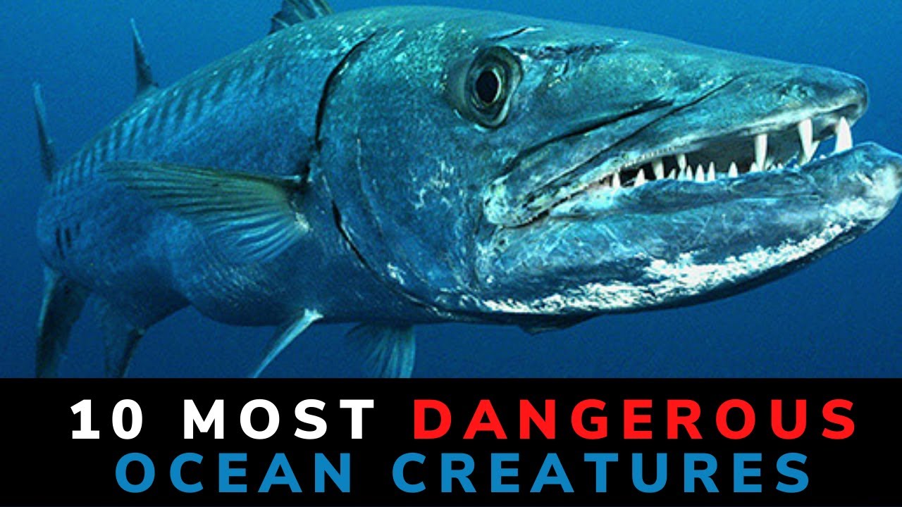 Top 10 Most Dangerous Ocean Creatures List Of Scary Ocean Creatures