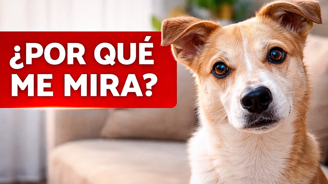 Si Tu Perro Te MIRA Fijo Por Minutos, Te Está Diciendo ESTO (presta atención)