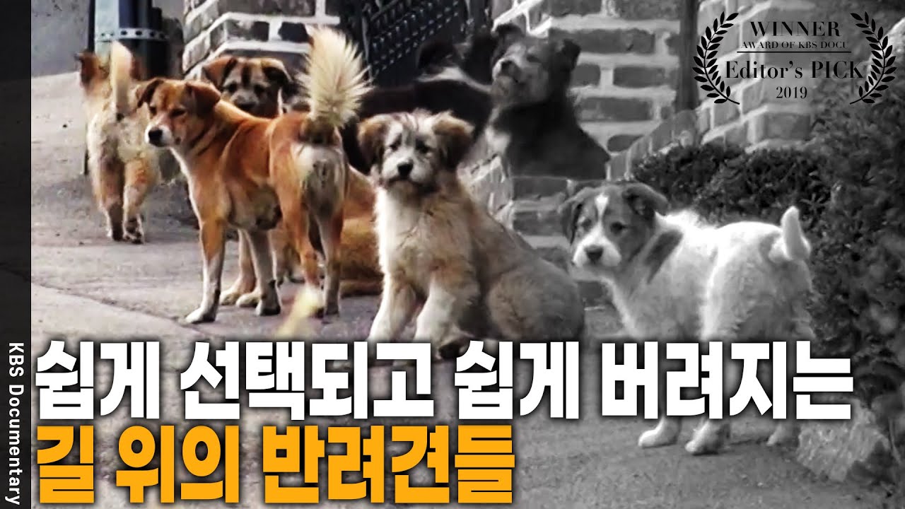 밀착 취재📹 인간의 욕심이 야기한 반려동물의 실상 [Editor's PICK] | KBS 20190704 방송