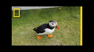 Watch: Curious Puffin Befriends a Tourist | National Geographic