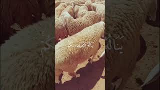 القارئ : ياسر الدوسرى ﴿ لَن يَنَالَ اللَّهَ لُحُومُهَا وَلَا دِمَاؤُهَا ﴾[ سورة الحج: 37]