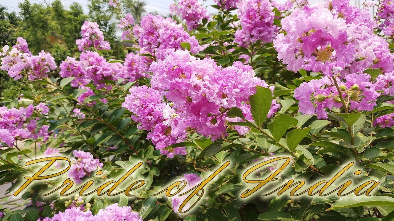 Pride of India জারুল গাছ jarul flower Queen flower YouTube