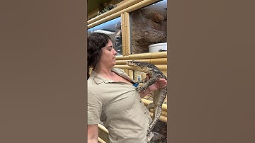 This Monitor Lizard Tried to Bite Me😳😅