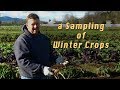Seasonal Challenges and Varieties in Sustainable Farming