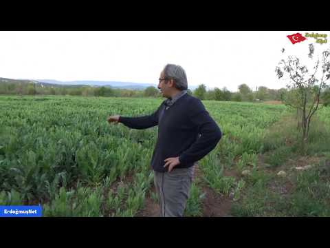 Video: Haşhaş Dikme: Haşhaş Nasıl Yetiştirilir