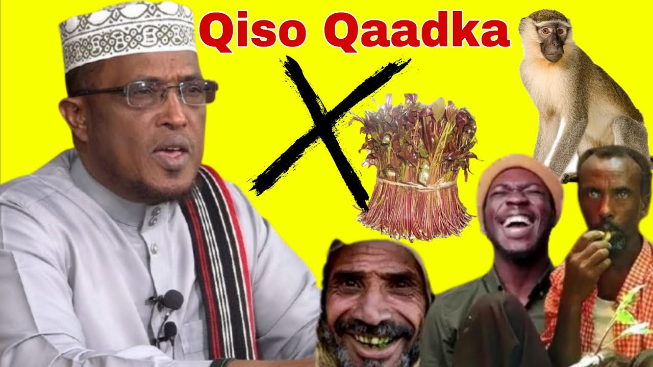 Qiso Nimankii Qaadka Cuni Jiray iyo Sheekh Dirir Maxaa Kala Qabsaday
