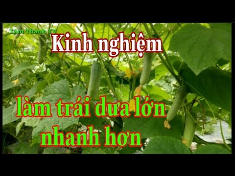 Video: Làm Thế Nào để Cho Dưa Chuột ăn Trong Thời Kỳ đậu Quả? Bón Thúc Bằng Kali Ngoài Ruộng Và Trong Nhà Kính. Tôi Có Thể Xịt Với Chất Lỏng Bordeaux Không?