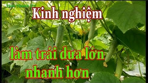 Cách làm trái dưa leo lớn nhanh / lượng phân thuốc khi cây dưa leo đang mang trái Tâm Thành TV