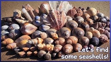 Finding Seashells at Hervey Bay | Colorful Thorny Oyster #shelling #shell