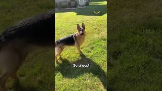 German Shepherd loves playing on trampoline while out for walkies ❤ #shorts