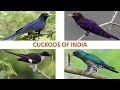 Cuckoos of India 🇮🇳 | Birds | Indian Birds