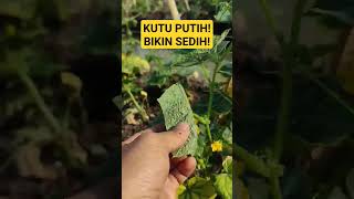 HAMA KUTU PUTIH BIKIN PETANI SEDIH! KUTU KEBUL #shorts #petani #timun #hama #kutu #kebun