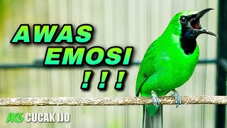 Download Lagu AWAS EMOSI ! PANCINGAN CUCAK IJO GACOR AMPUH UNTUK MENAIKKAN EMOSI BIRAHI IJO DEWASA MP3 Download Lagu AWAS EMOSI ! PANCINGAN CUCAK IJO GACOR AMPUH UNTUK MENAIKKAN EMOSI BIRAHI IJO DEWASA MP3