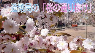 令和3年　造幣局「桜の通り抜け」