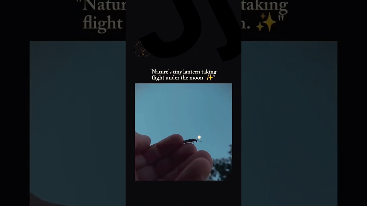 Nature’s Tiny Lantern Under the Moon ✨🪲