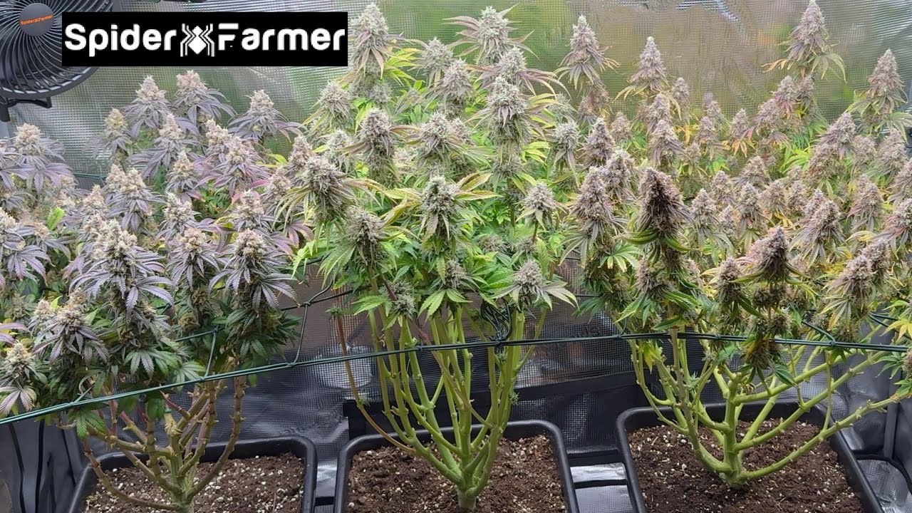 Spider Farmer G4500 in Action - Run comes to an end + Checking out my plants + Closeups!