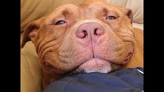 Dog Hasnt Stopped Smiling Since He Came Home From The Shelter