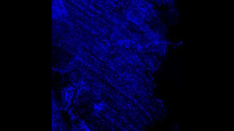 Original muscle indentation video (stained with DAPI, cell nuclear blue staining)