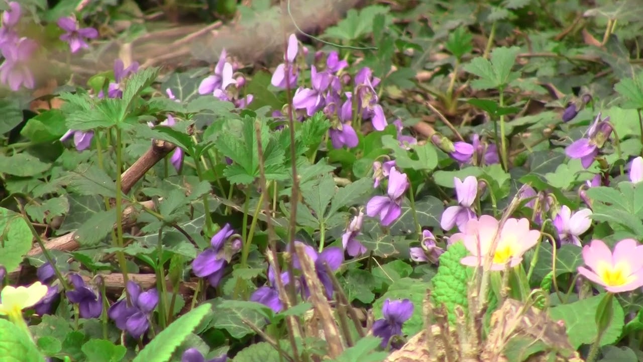 3 mars 2026 des fleurs de printemps