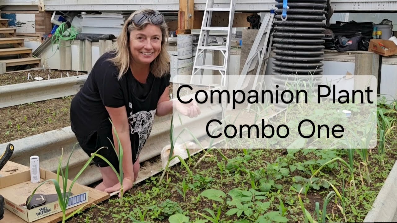 Companion Plant Combo One: Corn & Potatoes 