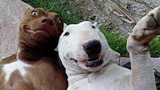 Смешные собаки Приколы про собак Funny Dogs 2019 (Наиболее Поетшные шриколы) Смешные собаки Приколы про собак Funny Dogs 2019 (Наиболее Поетшные шриколы)