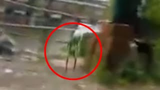 Ghost Caught on Tape! Unidentified creature spotted in real life