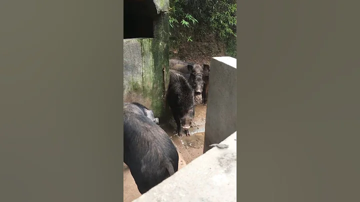 Amazing Wild Boar ⛰️🐗 #warthog #pig #boar #hog #viral #animal #wildpig #wildboar #wildlife