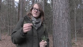 Survival Trees - Chestnut, Pine, Willow