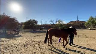 Horse Lunging In Malibu Liberty Training Caring For Horses