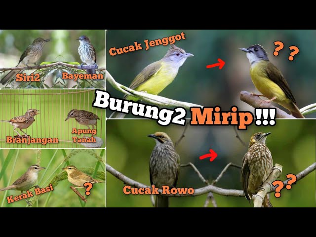 Burung2 Mirip‼️Burung kicau aja punya kembaran‼️ Bahas 8 jenisnya. class=