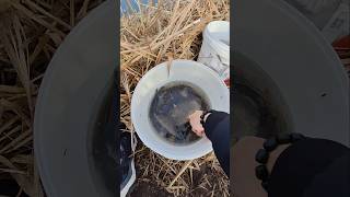 РЫБАЛКА НА РЕЧКЕ, НА ПОПЛАВОК✅🤗🌍 #рыбалка #рыбалканареке #fishing