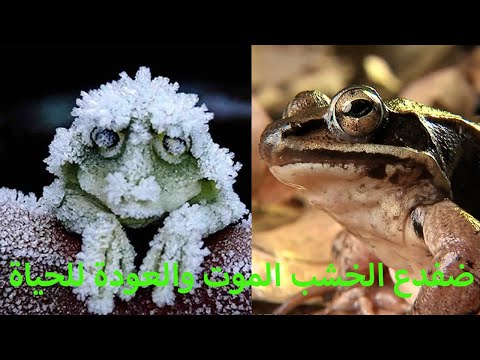 ضفدع الخشب الموت والعودة الى الحيات