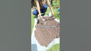 🔥How to use Trichoderma? #shorts #fungus