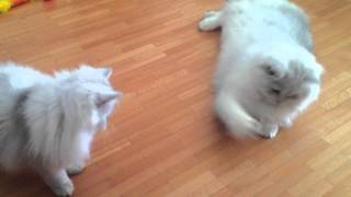 Mes 2 British longhair! by Golden Moonglade 17,370 views 11 years ago 1 minute, 22 seconds