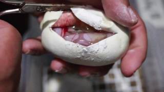 Cutting The VPI Axanthic CG Black Pastel Clutch!