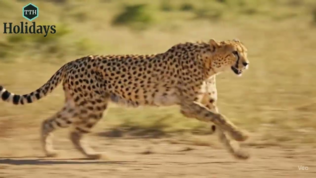 Epic Masai Mara Adventure | Safari of a Lifetime with TTH Holidays