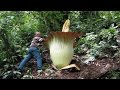 Top 10 biggest flowers in the world | top 10 world |