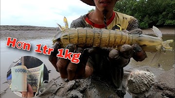 Tôm Tít Siêu To Khổng Lồ hàng hiếm lâu rồi mới gặp lại | GĐCG #958