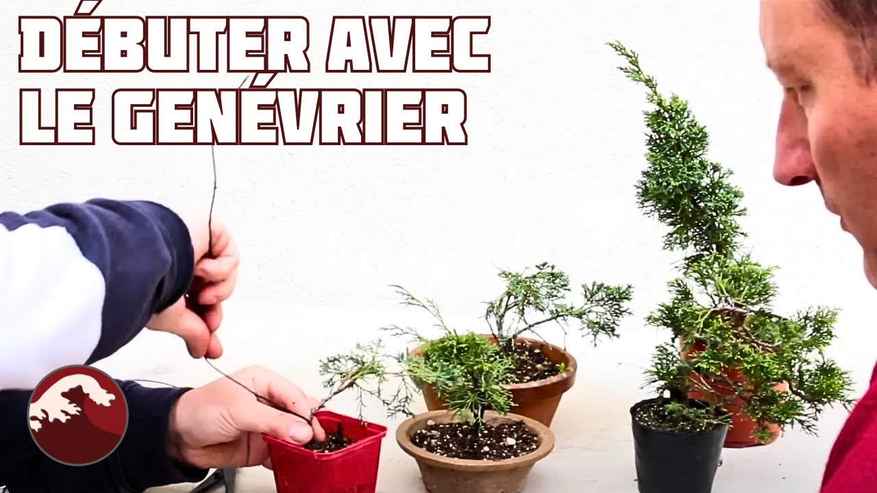 Débuter la Pratique du Bonsaï avec Le Genévrier - La mise en forme de bouture 🌱 NEJIKAN BONSAI 🌱