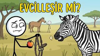 Zebraları Neden At Gibi Evcilleştiremedik?