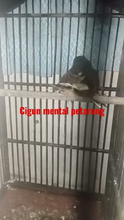 cigun bren variasi (ciblek gunung)