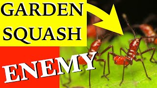 WHAT KILLED MY SQUASH  -  LITTLE RED BUGS  -   GARDEN FAIL  -   FOOD SECURITY ISSUE  -  LEAF FOOTED