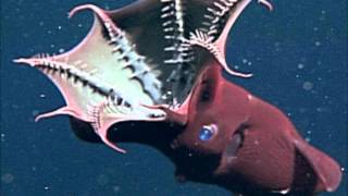 Tribute To Vampire Squid From Hell