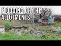 Flooding on the allotment site  allotment gardening for beginners